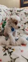 Merlin, a male Miniature Goldendoodle for sale in Kansas City, MO – 2 of 5