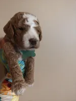 Mason, a male Miniature Goldendoodle for sale in Kansas City, MO – 4 of 6