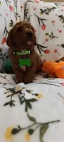 Micah, a female Miniature Goldendoodle for sale in Kansas City, MO – 4 of 5