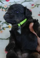 Paris, a female Miniature Goldendoodle for sale in Kansas City, MO – 3 of 6