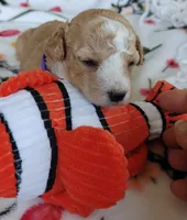 Mary, a female Miniature Goldendoodle for sale in Kansas City, MO – 2 of 4
