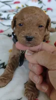 Mark, a male Miniature Goldendoodle for sale in Kansas City, MO – 2 of 4