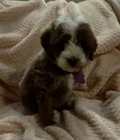 Ollie, a male Miniature Goldendoodle for sale in Kansas City, MO – 1 of 7
