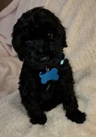 Rose, a female Miniature Goldendoodle for sale in Kansas City, MO – 5 of 5