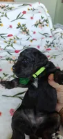 Paris, a female Miniature Goldendoodle for sale in Kansas City, MO – 5 of 6