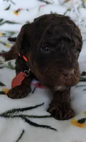 Penn, a male Miniature Goldendoodle for sale in Kansas City, MO – 2 of 4