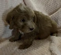 Owen, a male Miniature Goldendoodle for sale in Kansas City, MO – 6 of 7
