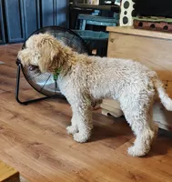 Leo (Baby), a male Miniature Goldendoodle for sale in Kansas City, MO – 4 of 7