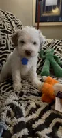Penelope, a female Miniature Goldendoodle for sale in Kansas City, MO – 4 of 9