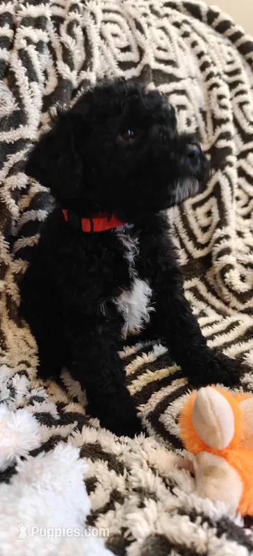 Pete – Miniature Goldendoodle puppy for sale in Kansas City, MO