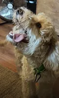 Leo (Baby), a male Miniature Goldendoodle for sale in Kansas City, MO – 2 of 7