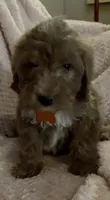 Owen, a male Miniature Goldendoodle for sale in Kansas City, MO – 7 of 7