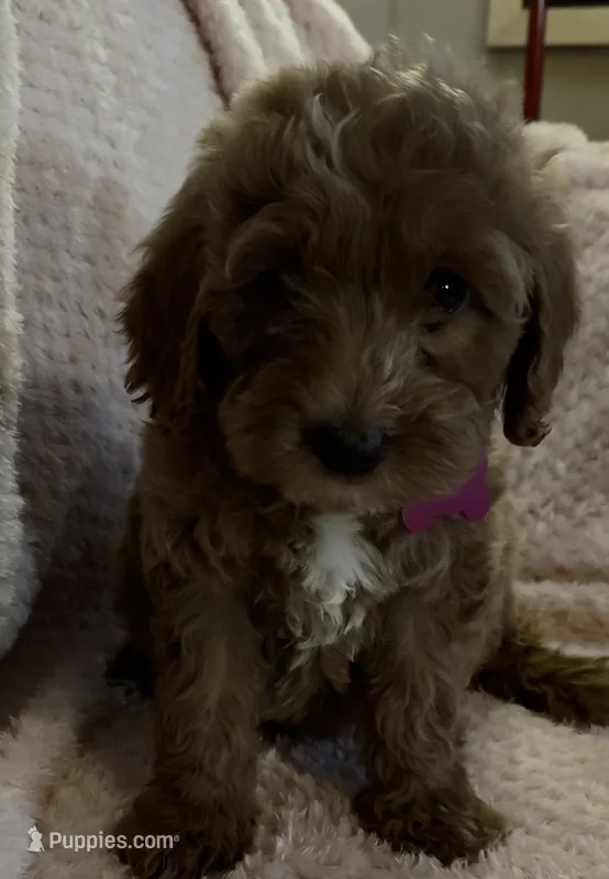 Opal – Miniature Goldendoodle puppy for sale in Kansas City, MO
