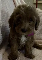 Opal, a female Miniature Goldendoodle for sale in Kansas City, MO – 1 of 6