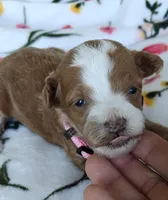 Paisley, a female Miniature Goldendoodle for sale in Kansas City, MO – 3 of 4