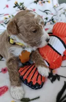 May, a female Miniature Goldendoodle for sale in Kansas City, MO – 2 of 5