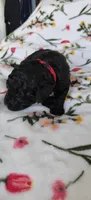 Pete, a male Miniature Goldendoodle for sale in Kansas City, MO – 2 of 5