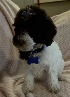 Ruby, a female Miniature Goldendoodle for sale in Kansas City, MO – 4 of 6