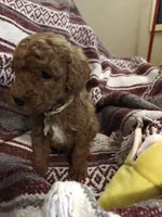 Merlin, a male Miniature Goldendoodle for sale in Kansas City, MO – Photo 2 of 2