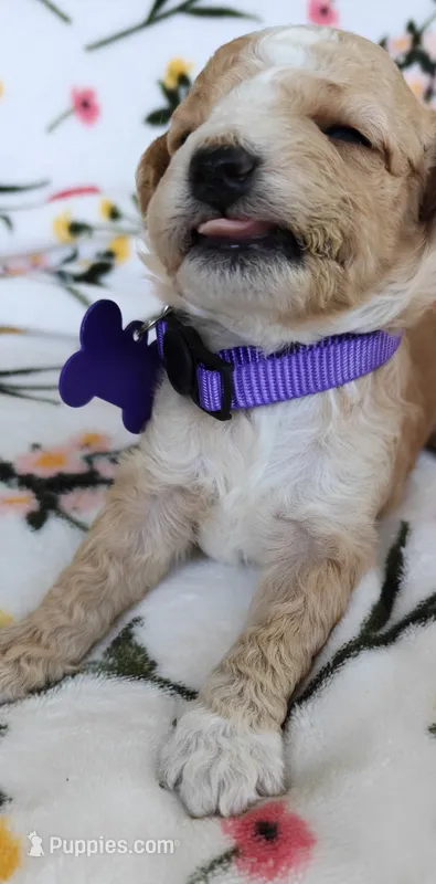 Mikki – Miniature Goldendoodle puppy for sale in Kansas City, MO