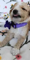 Mikki, a female Miniature Goldendoodle for sale in Kansas City, MO – 1 of 5