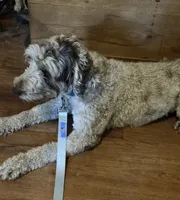 Piper , a female Miniature Goldendoodle for sale in Kansas City, MO – 5 of 5