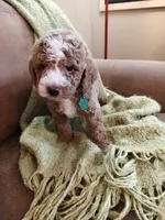 Mason, a male Miniature Goldendoodle for sale in Kansas City, MO – 4 of 6