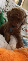 Mark, a male Miniature Goldendoodle for sale in Kansas City, MO – 2 of 4