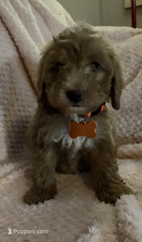 Owen – Miniature Goldendoodle puppy for sale in Kansas City, MO