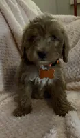Owen, a male Miniature Goldendoodle for sale in Kansas City, MO – 1 of 7
