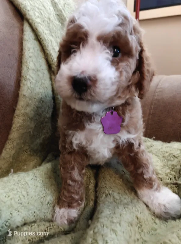 Myles – Miniature Goldendoodle puppy for sale in Kansas City, MO