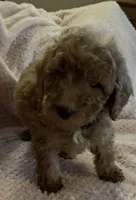 Roman, a male Miniature Goldendoodle for sale in Kansas City, MO – 4 of 5