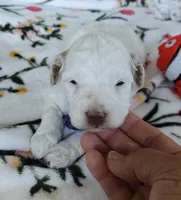 Penelope, a female Miniature Goldendoodle for sale in Kansas City, MO – 4 of 5