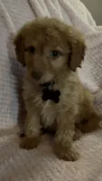 Rex, a male Miniature Goldendoodle for sale in Kansas City, MO – 4 of 5
