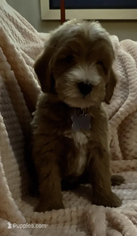 Oscar – Miniature Goldendoodle puppy for sale in Kansas City, MO