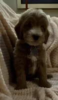 Oscar, a male Miniature Goldendoodle for sale in Kansas City, MO – 1 of 3