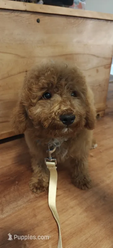 Mickey – Miniature Goldendoodle puppy for sale in Kansas City, MO