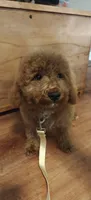 Mickey, a male Miniature Goldendoodle for sale in Kansas City, MO – 1 of 6
