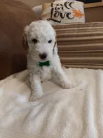 Luke, a male Miniature Goldendoodle for sale in Kansas City, MO – Photo 1 of 2