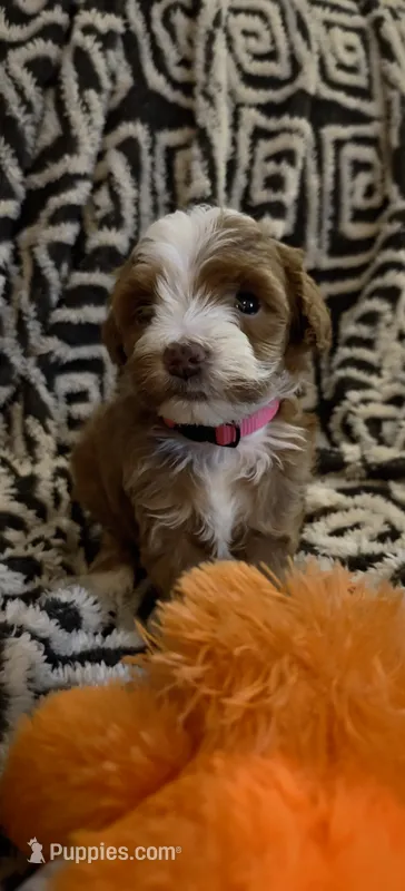 Paisley – Miniature Goldendoodle puppy for sale in Kansas City, MO