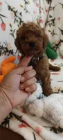 Mark, a male Miniature Goldendoodle for sale in Kansas City, MO – 4 of 4