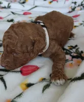 Marley, a male Miniature Goldendoodle for sale in Kansas City, MO – 5 of 5