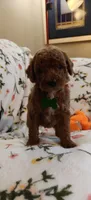 Maggie, a female Miniature Goldendoodle for sale in Kansas City, MO – 4 of 5
