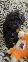 Paris, a female Miniature Goldendoodle for sale in Kansas City, MO – 5 of 6