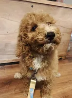 Mario, a male Miniature Goldendoodle for sale in Kansas City, MO – 7 of 8