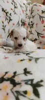 Madeline , a female Miniature Goldendoodle for sale in Kansas City, MO – 5 of 6
