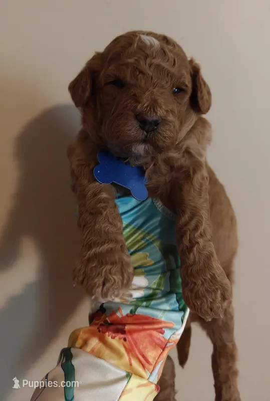 Mickey – Miniature Goldendoodle puppy for sale in Kansas City, MO