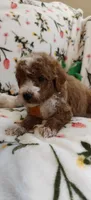 May, a female Miniature Goldendoodle for sale in Kansas City, MO – 5 of 5
