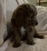 Opal, a female Miniature Goldendoodle for sale in Kansas City, MO – 6 of 6