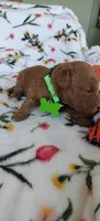 Micah, a female Miniature Goldendoodle for sale in Kansas City, MO – 3 of 5